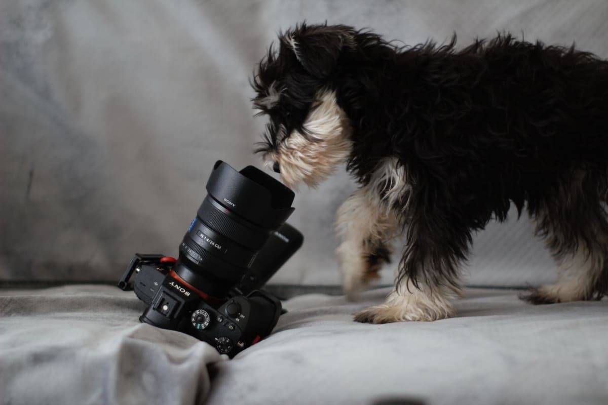 Foto cane che guarda macchina fotografica