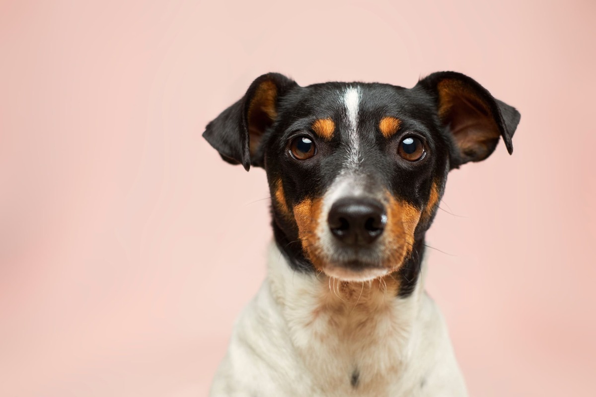 Foto di cane che sorride all'obiettivo