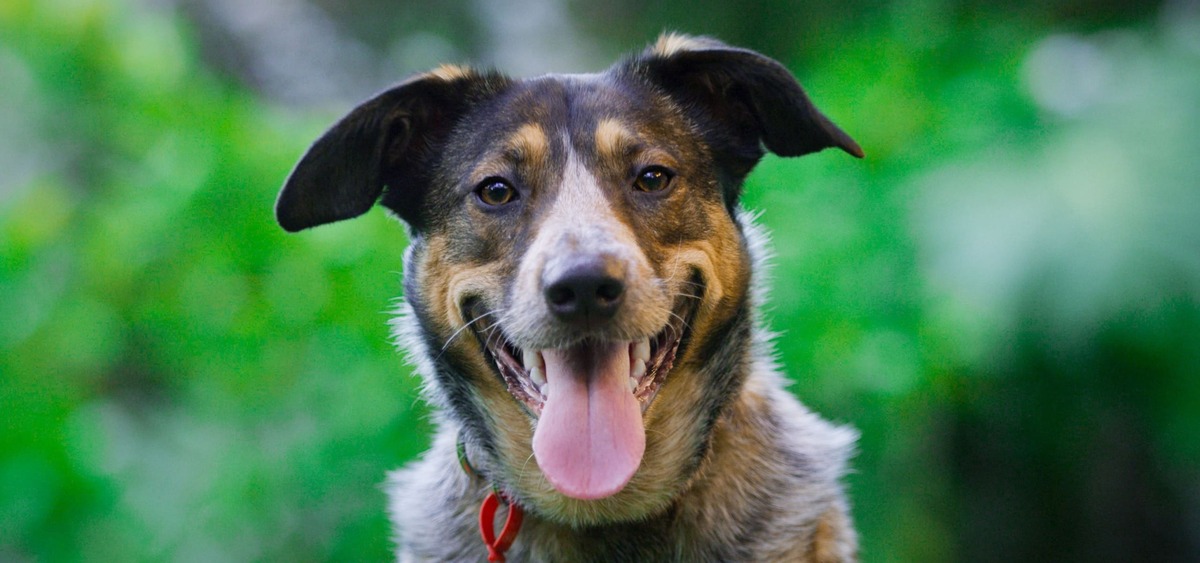 Foto cane che sorride all'obiettivo